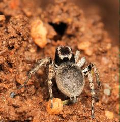 Stenaelurillus guttiger