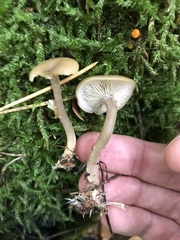 Pseudoclitocybe obbata