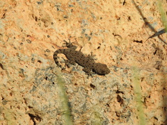 Ptyodactylus puiseuxi