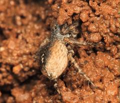 Stenaelurillus guttiger