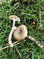 Pseudoclitocybe obbata