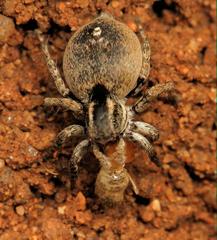 Stenaelurillus guttiger