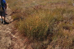 Willdenowia