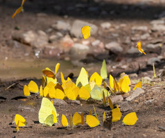 Abaeis mexicana