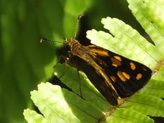 Metisella metis paris