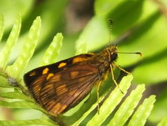 Metisella metis paris