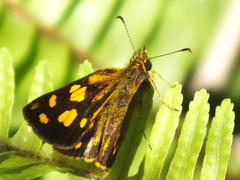 Metisella metis paris
