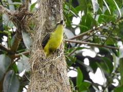 Conopias cinchoneti