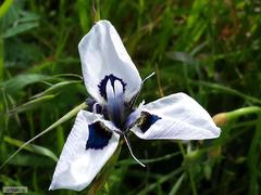 Moraea aristata