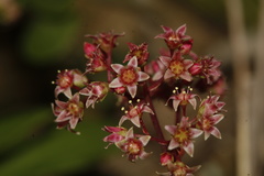 Crassula simulans