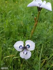 Moraea aristata