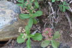 Crassula simulans