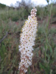 Bulbinella cauda-felis