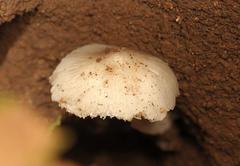 Termitomyces clypeatus