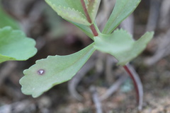 Crassula simulans