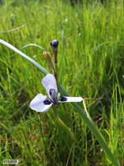 Moraea aristata