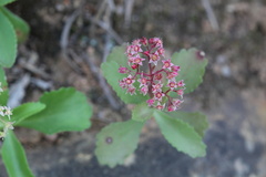 Crassula simulans