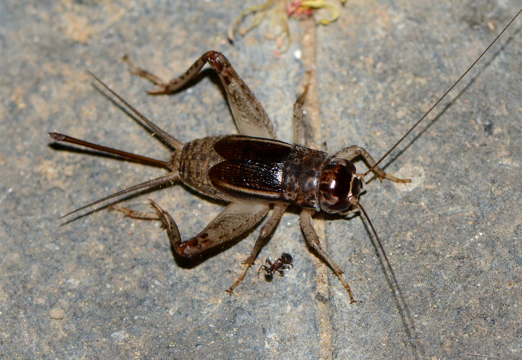Japanese burrowing cricket