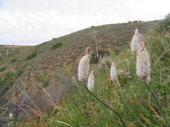 Bulbinella cauda-felis