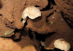 Termitomyces clypeatus