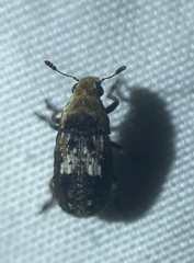 Euparius