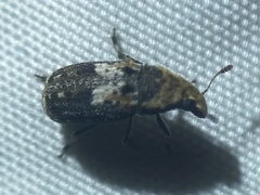 Euparius