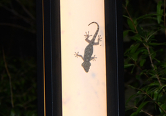Gekko swinhonis