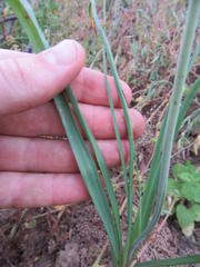 Bulbinella cauda-felis