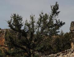 Podocarpus elongatus