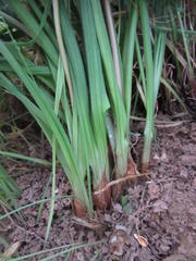 Bulbinella cauda-felis