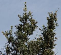 Podocarpus elongatus