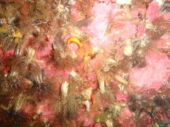 Pentacta doliolum