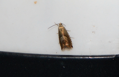 Grapholita delineana