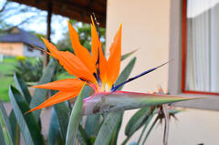 Strelitzia reginae reginae