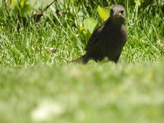 Turdus chiguanco