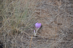 Colchicum laetum