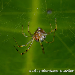 Theridion zonulatum