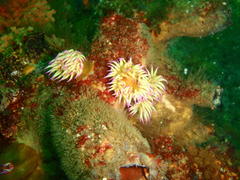 Pseudactinia flagellifera