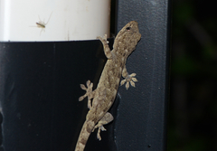 Gekko swinhonis