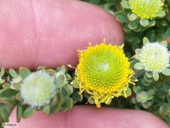 Leucadendron levisanus