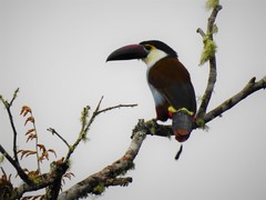 Andigena nigrirostris