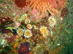 Pseudactinia flagellifera