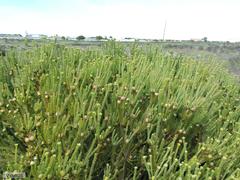 Leucadendron levisanus