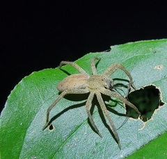 Dolomedes sulfureus