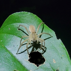 Dolomedes sulfureus