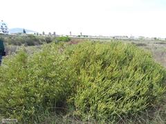 Leucadendron levisanus