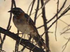 Zonotrichia capensis