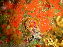 Pseudactinia flagellifera