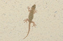 Gekko swinhonis