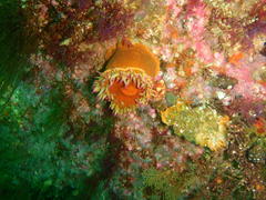 Pseudactinia flagellifera